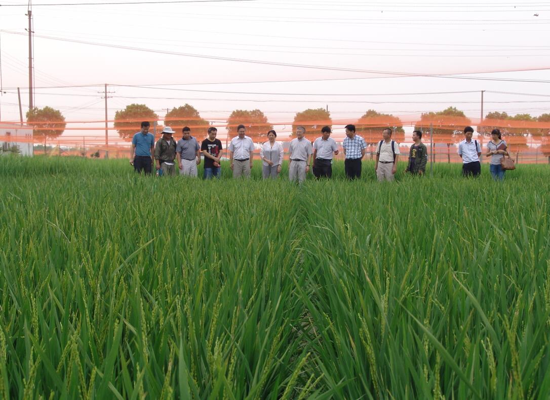 华人策略最新地址