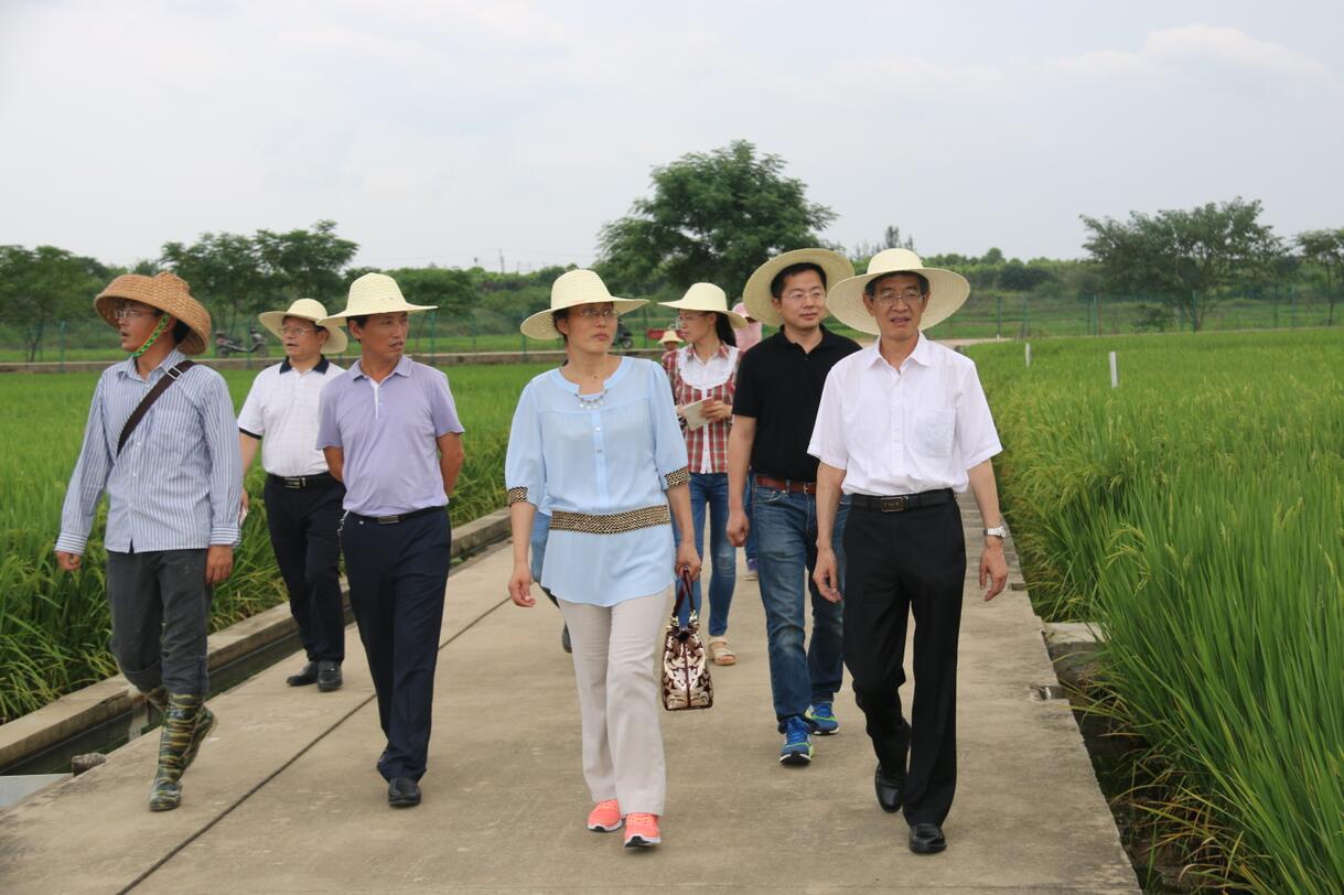 华人策略最新地址