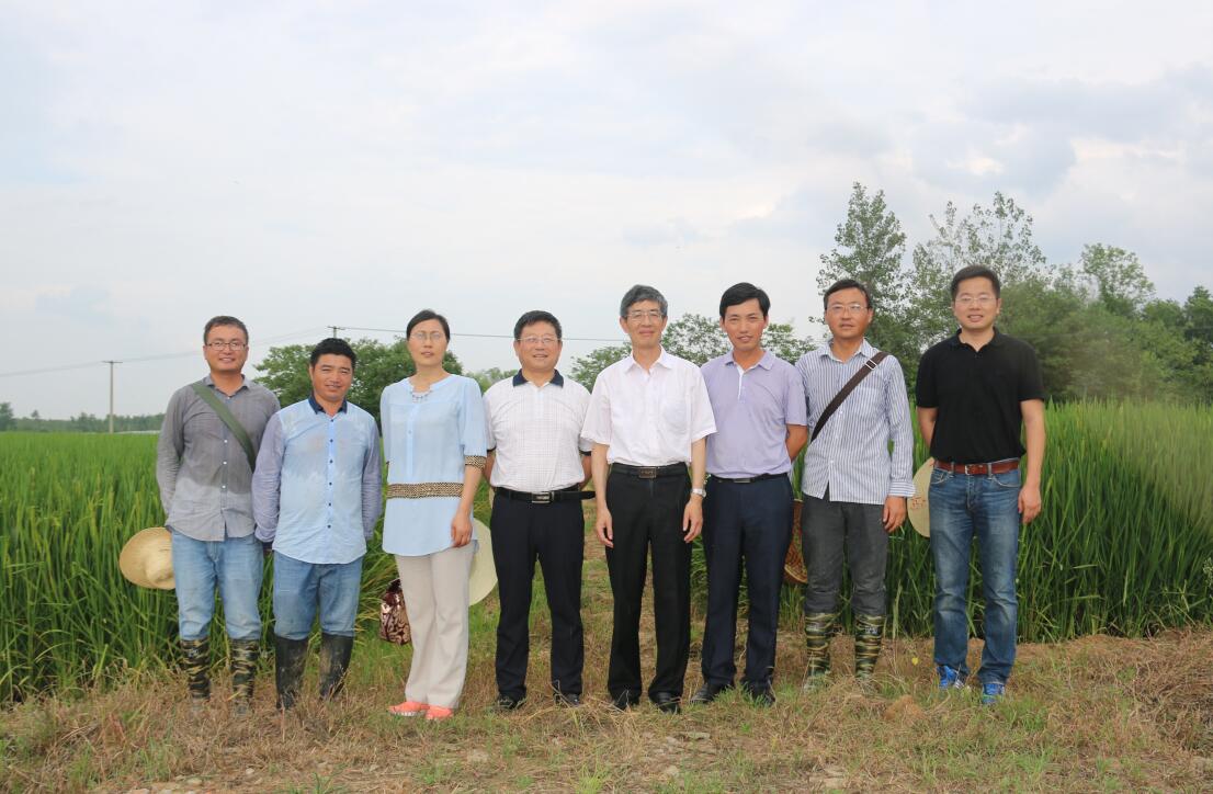 华人策略最新地址