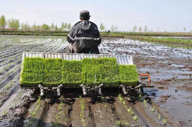 华人策略最新地址