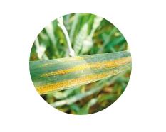 华人策略最新地址