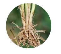 华人策略最新地址