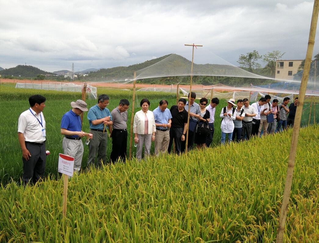 华人策略最新地址