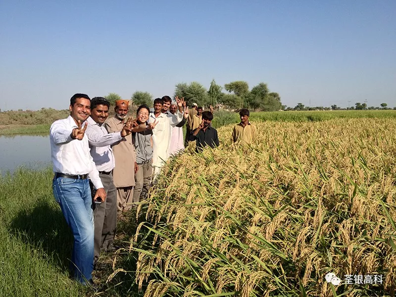 华人策略最新地址