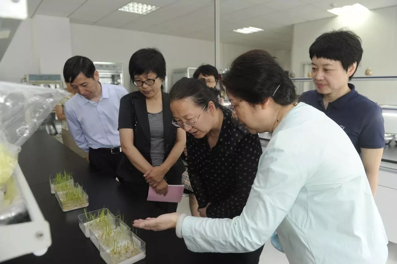 华人策略最新地址