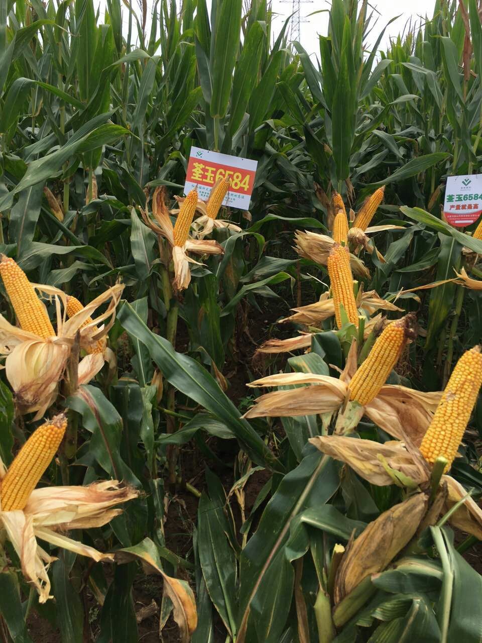 华人策略最新地址