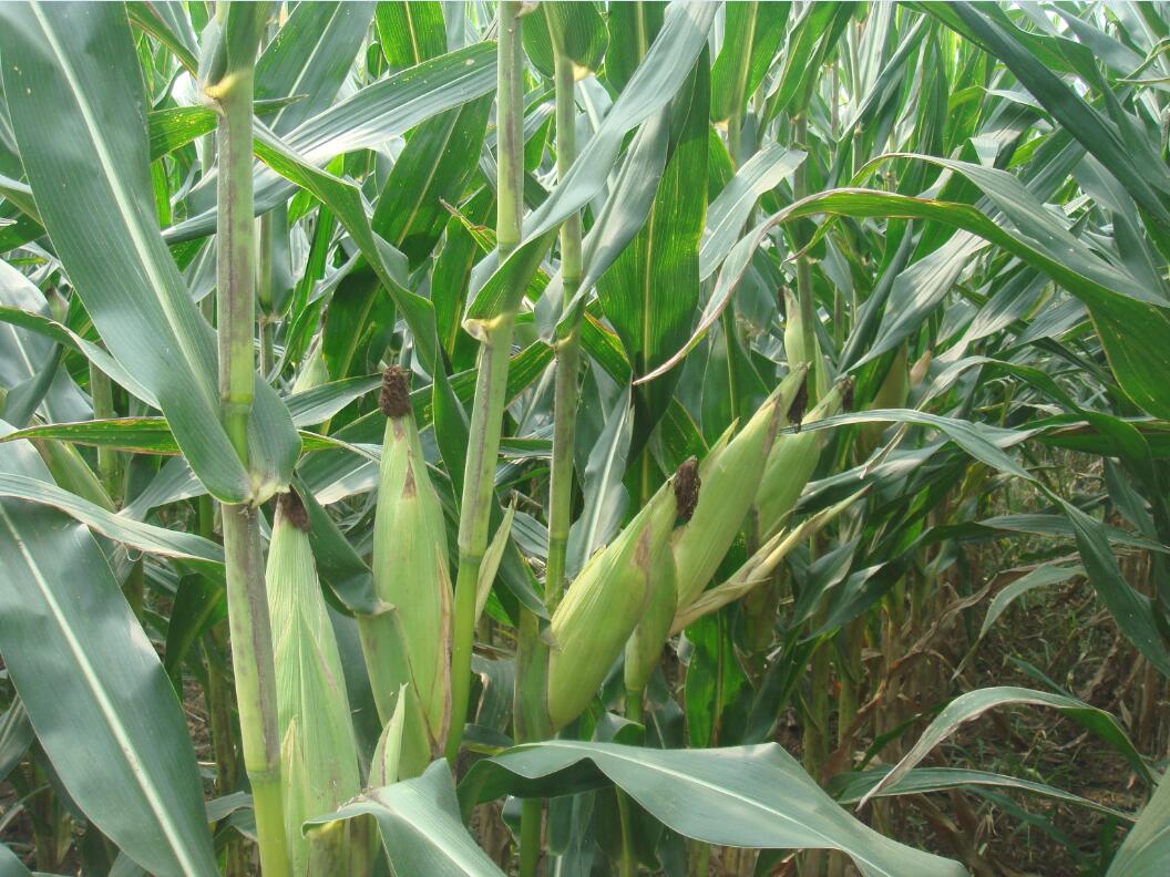 华人策略最新地址