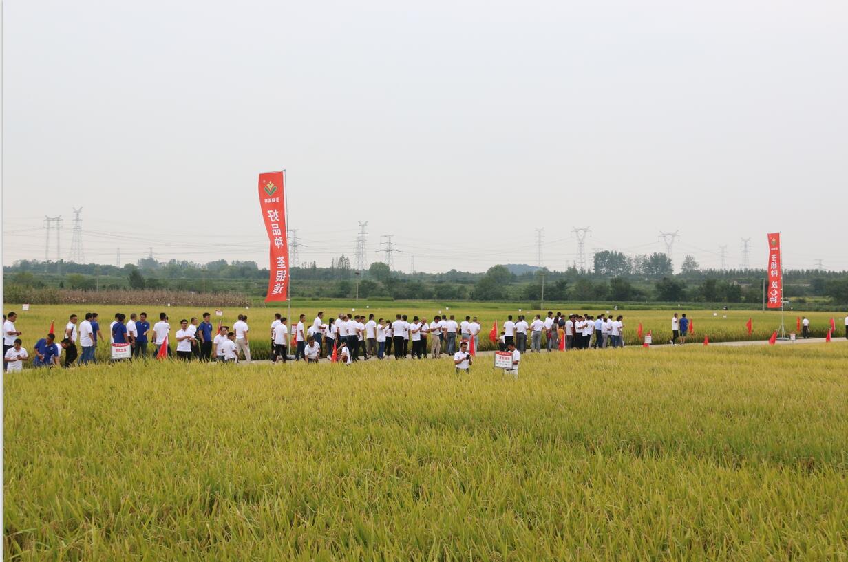 华人策略最新地址