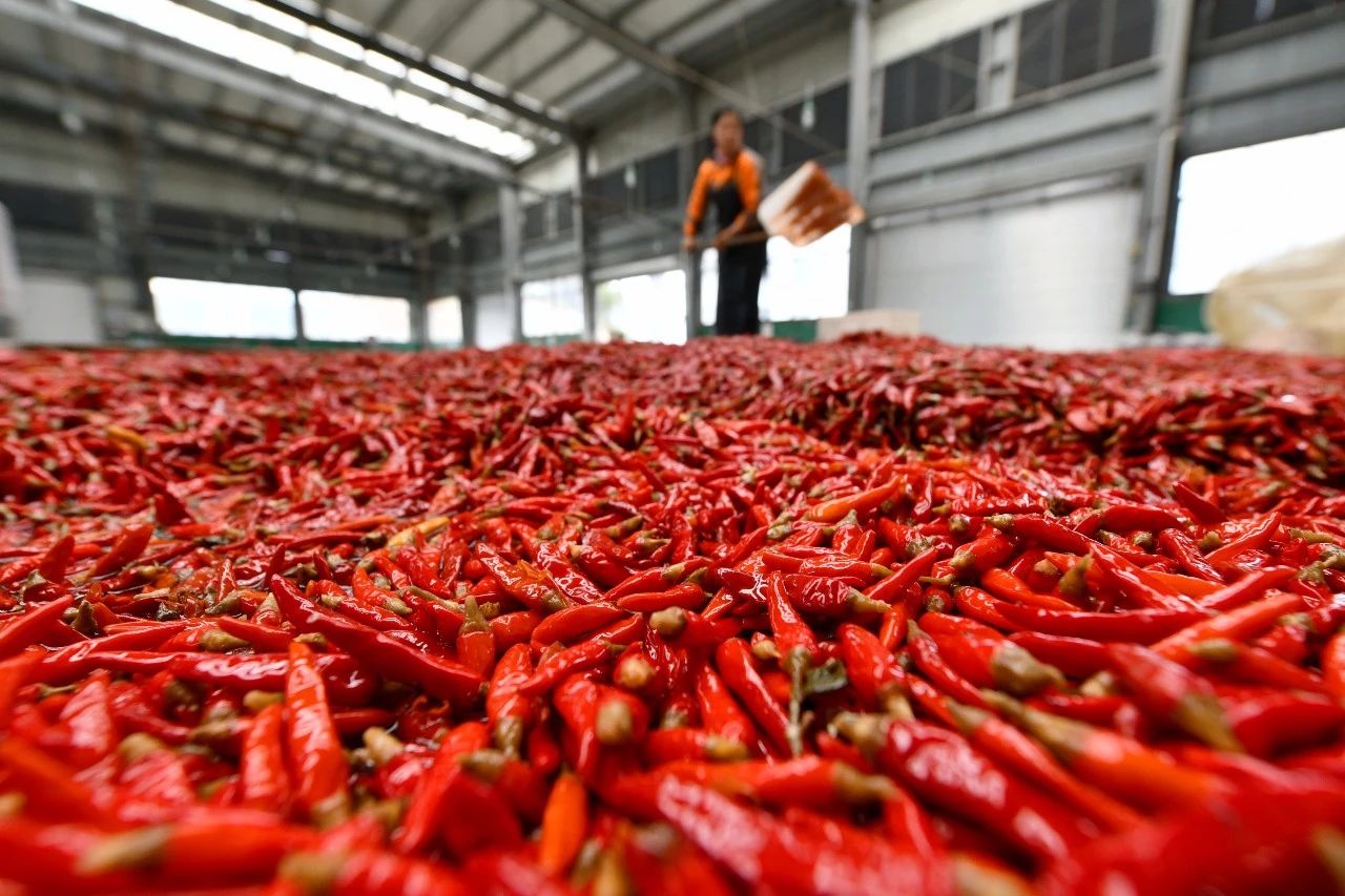 华人策略最新地址