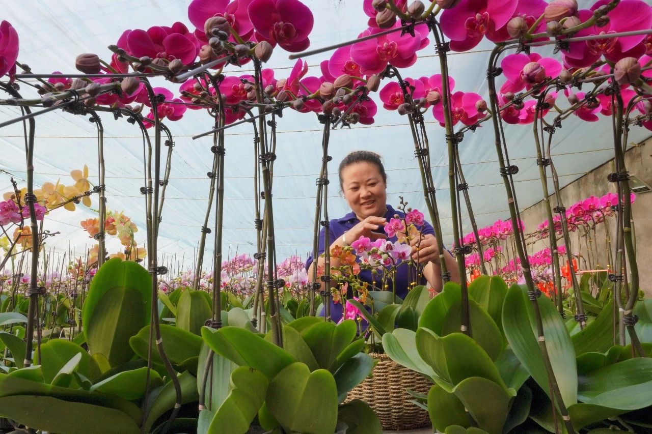 华人策略最新地址