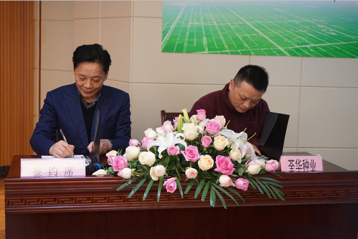 华人策略最新地址