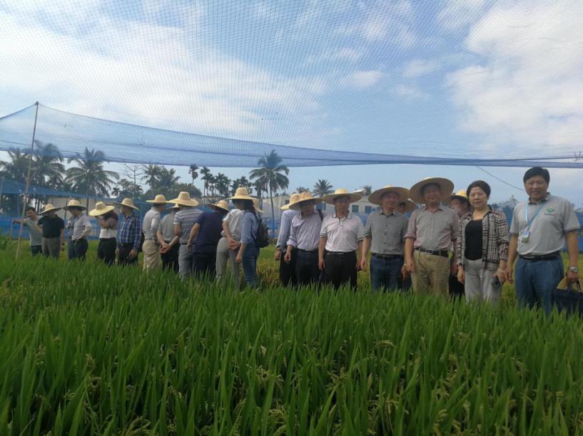 华人策略最新地址