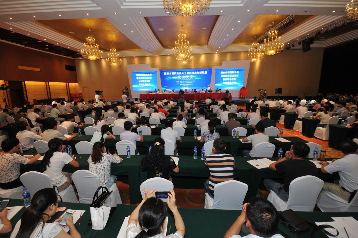 华人策略最新地址