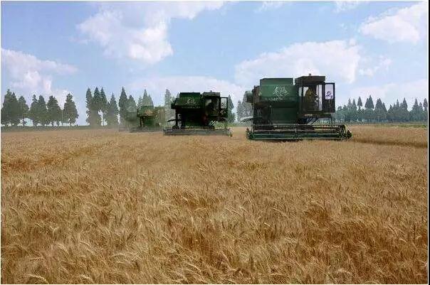 华人策略最新地址