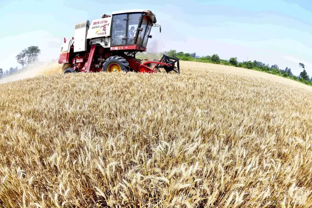 华人策略最新地址