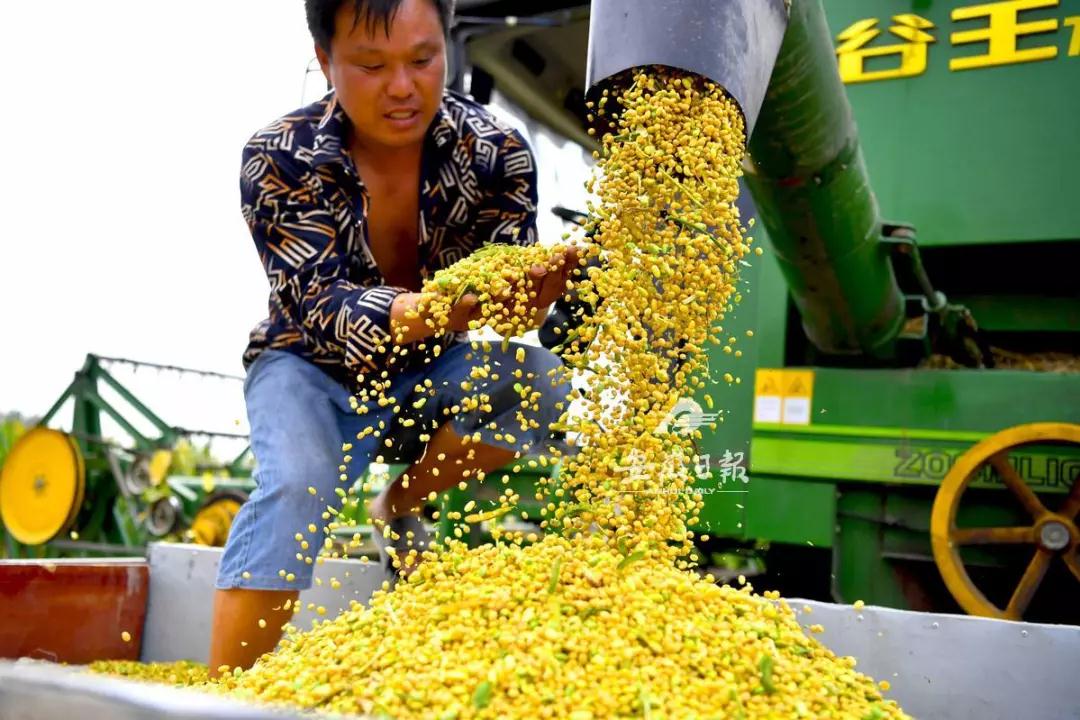 华人策略最新地址