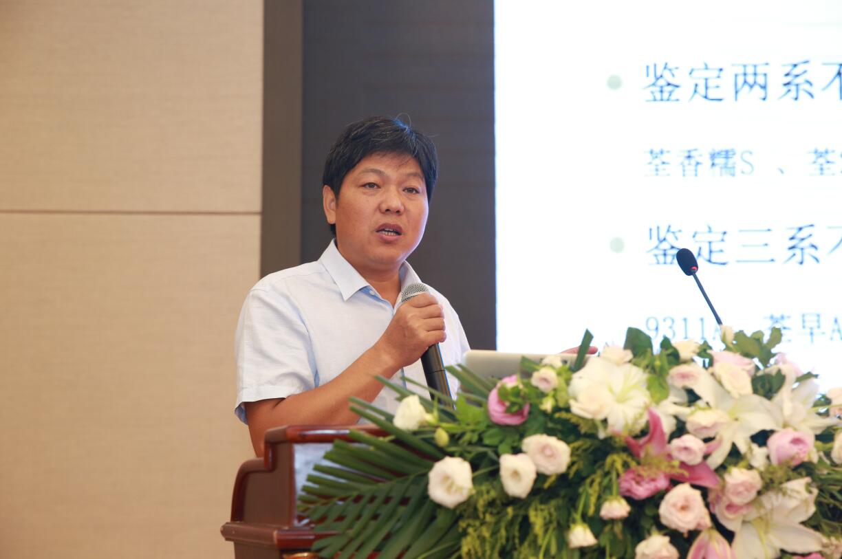 华人策略最新地址