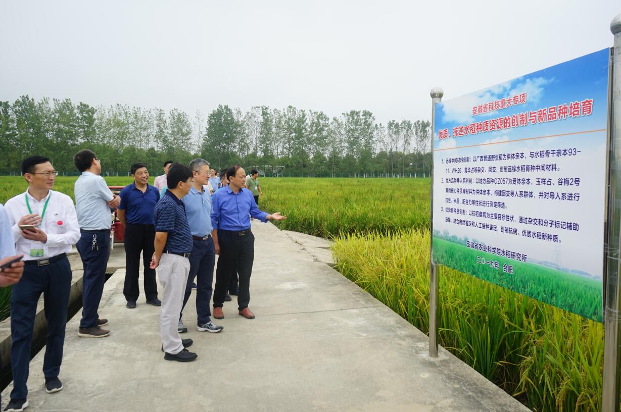 华人策略最新地址