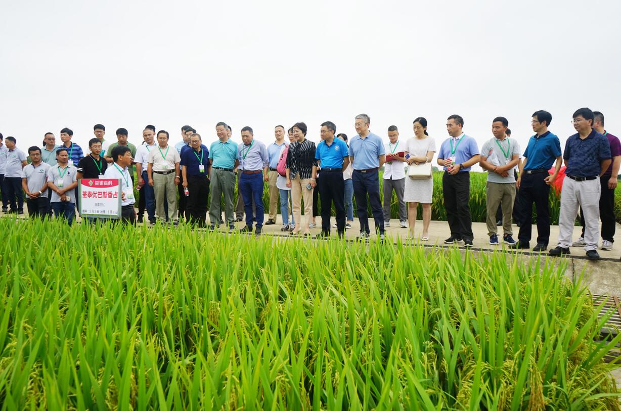 华人策略最新地址