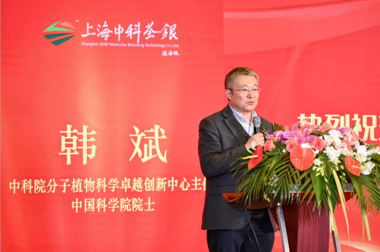 华人策略最新地址