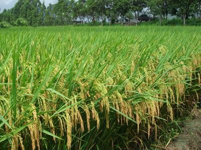 华人策略最新地址