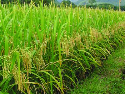 华人策略最新地址