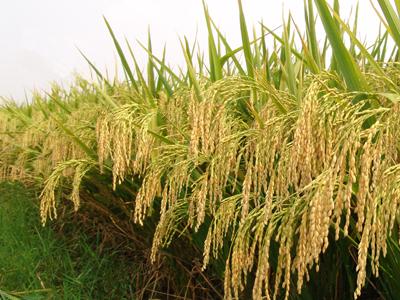 华人策略最新地址