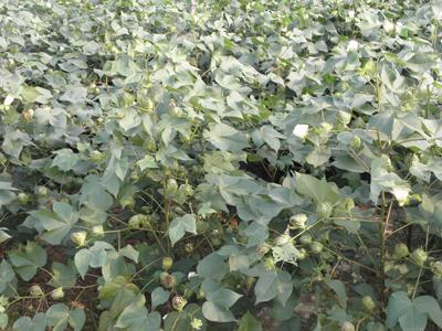 华人策略最新地址