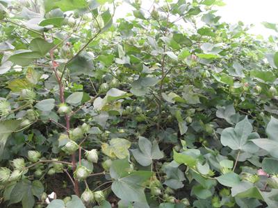 华人策略最新地址