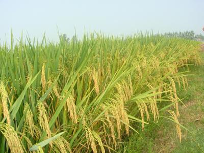 华人策略最新地址