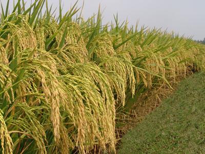 华人策略最新地址