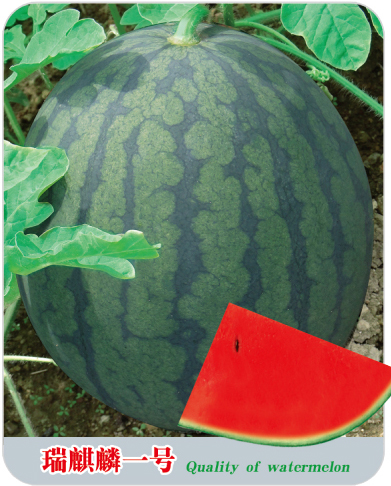 华人策略最新地址