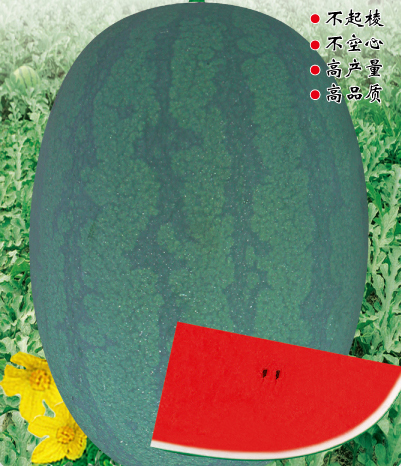 华人策略最新地址