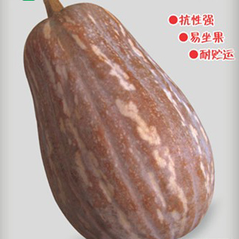 华人策略最新地址