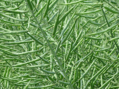 华人策略最新地址