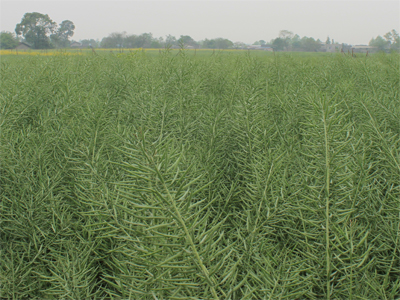 华人策略最新地址