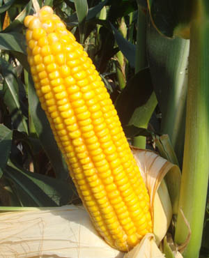 华人策略最新地址