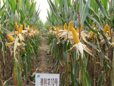 华人策略最新地址