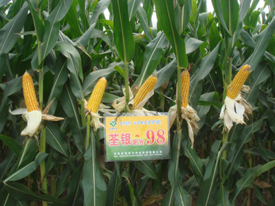 华人策略最新地址