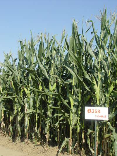 华人策略最新地址