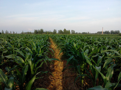 华人策略最新地址