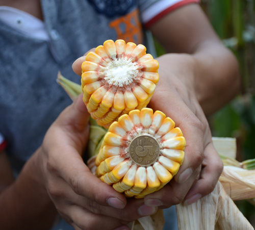 华人策略最新地址