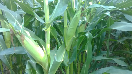 华人策略最新地址