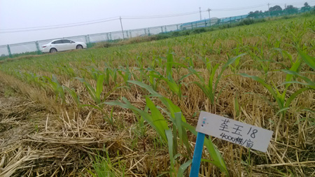 华人策略最新地址