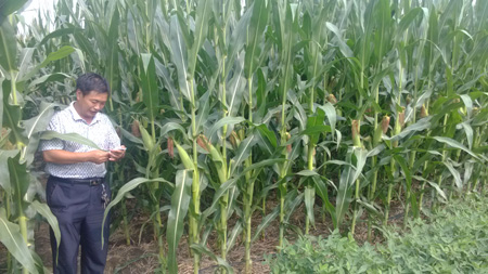 华人策略最新地址