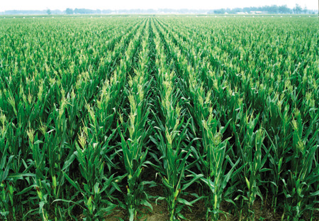 华人策略最新地址