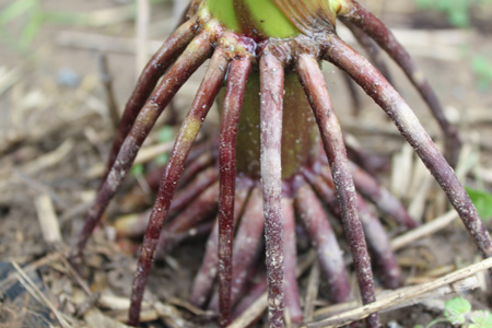 华人策略最新地址