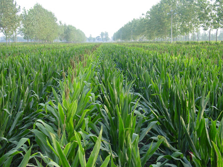 华人策略最新地址