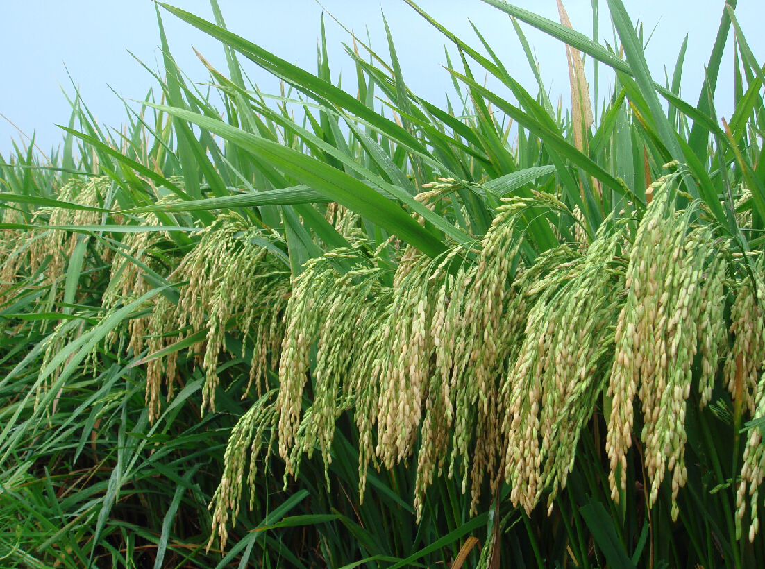 华人策略最新地址