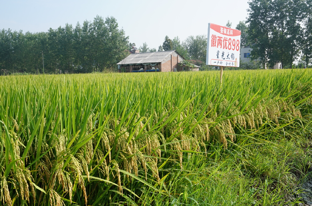 华人策略最新地址